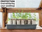  ??  ?? PROTECTION Overwinter­ing your seedlings