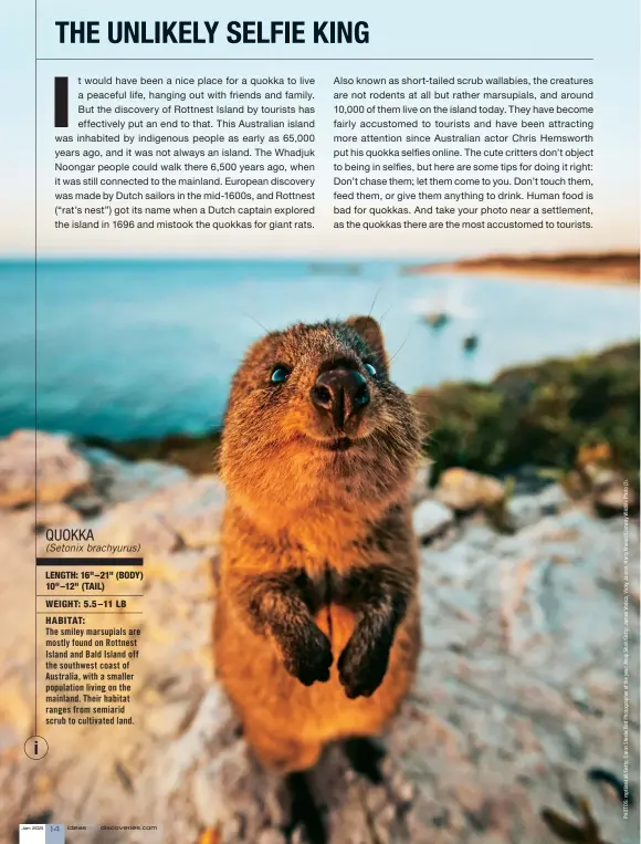  ??  ?? QUOKKA (Setonix brachyurus)
LENGTH: 16"–21" (BODY) 10"–12" (TAIL) WEIGHT: 5.5–11 LB HABITAT:
The smiley marsupials are mostly found on Rottnest Island and Bald Island off the southwest coast of Australia, with a smaller population living on the mainland. Their habitat ranges from semiarid scrub to cultivated land.