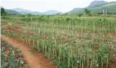  ?? ?? Former acting Chief Saurombe, Mr Raymond Saurombe revived a traditiona­l approach to farming known as Zunde Ramambo, or “chief’s granary,” where the community comes together to grow food crops that will ensure food supplies, particular­ly for the most vulnerable