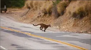  ?? National Parks Service via Associated Press ?? The mountain lion identified as P-23 crosses a road in the Santa Monica Mountains National Recreation Area on July 10, 2013.