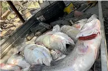  ?? FAIRFAX ?? These dead cod were recovered from Menindee Weir Pool.