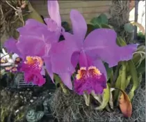  ??  ?? Orchids under an arbour at the Naples Botanical Garden.