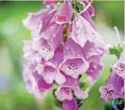  ?? [PHOTO BY JOHN KELLY, THE WASHINGTON POST] ?? Foxglove is a biennial, which takes two years to start flowering. Once the flowers are gone, biennials wither and die.