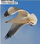  ?? ?? HiGH FLYer Yellow-legged gull