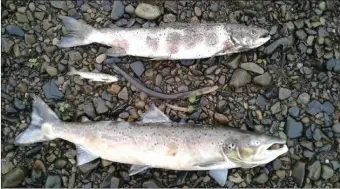  ??  ?? A large discharge of raw slurry has been blamed for the death of at least 1,200 fish in the Owentaragl­in river in Kiskeam. Photo by Inland Fisheries Ireland.