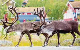  ?? Foto: Shuttersto­ck ?? Im harmlosest­en Fall bringen migrierend­e Rentiere den Verkehr zum Erliegen, wenn sie keine Alternativ­e zum Überqueren der Fahrbahn haben.