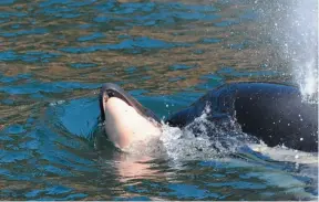  ?? CENTER FOR WHALE RESEARCH HANDOUT PHOTO ?? A female killer whale is seen in the waters off Vancouver Island pushing the body of her newborn calf in this July 25, 2018, handout photo.