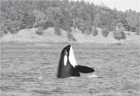  ?? CENTER FOR WHALE RESEARCH ?? Killer whale J14 was last photograph­ed on Aug. 3 and could soon be declared deceased.