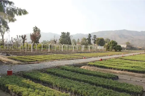  ?? (Rina Saeed Khan/Thomson Reuters Foundation) ?? A GOVERNMENT-RUN tree nursery is seen in Haripur, in Pakistan’s Khyber Pakhtunkhw­a province.