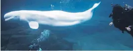  ??  ?? A diver in the tank with Aurora the beluga at the Vancouver Aquarium in 2015.