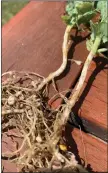  ?? ?? Provided by Nevin Rosaasen Healthy pea plant nodules. These nodules fix needed nitrogen for the plant, and are the target of pea leaf weevil larvae.