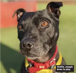  ?? ?? Staffie Joseph loves to play