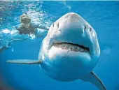  ?? JUAN OLIPHANT ?? Ocean Ramsey, a shark researcher and conservati­onist, swims with a 20-foot great white shark Tuesday off Hawaii.