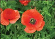  ??  ?? Red poppies are garden stars often found in wildflower mixtures.