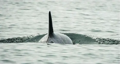  ??  ?? Four-year-old killer whale J50, pictured here in early August, was in poor condition when last seen on Friday.