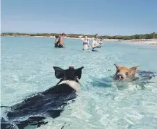  ??  ?? The swimming pigs in Great Exuma. Picture by T.R. Todd