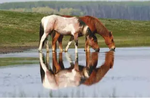  ??  ?? Razumevanj­e objektivne perspektiv­e je posebna vrsta samozaveda­nja, ki jo lahko pripišemo tudi konjem.