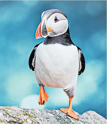  ?? ?? g ‘How cute is that?’ Judith’s daughter shared her mother’s puffin triumph ‘with all the patronisin­g affection of youth’