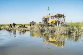  ??  ?? Buffalos grazing by a pen in the Chibayesh marshland in Iraq’s southern Ahwar area.