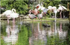  ??  ?? Da könnte man fast neidisch werden auf die langen Beine. Bald können die Besucher des Zoos die Flamingos noch näher betrachten, da sie durch eine neue Brücke näher ans Gehege herankomme­n.