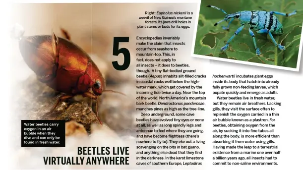  ??  ?? Water beetles carry oxygen in an air bubble when they dive and can only be found in fresh water. Right: Eupholus nickerli is a weevil of New Guinea’s montane forests. Its jaws drill holes in plant stems or buds for its eggs.