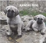  ??  ?? KANGAL DOG