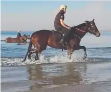  ?? Picture: FACEBOOK ?? Champion mare Winx relaxes at the beach yesterday after her stunning Chelmsford Stakes win.