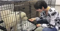  ?? SIDHARTHA BANERJEE/THE CANADIAN PRESS FILES ?? Olympic figure skater Meagan Duhamel meets Saffie, a dog rescued from a meat farm in South Korea, at a Montreal shelter in March. Another 50 dogs and puppies were recovered and transporte­d to Montreal last week.