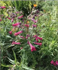  ?? PHOTO BY JAMES CAMPBELL ?? Penstemon, or beardtongu­e, is a beautiful low-water flower with many colors to choose from. This variety is found in Harvey’s Garden in Tiburon.