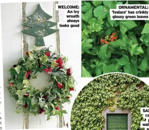  ?? ?? WELCOME: An ivy wreath always looks good
ORNAMENTAL: ‘Ivalace’ has crinkly glossy green leaves