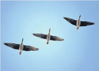  ??  ?? Pink-footed geese take off to feed from Montrose Basin.