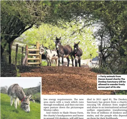  ??  ?? > Forty animals from Devon-based charity The Donkey Sanctuary will be allowed to wander freely across part of its site