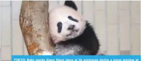  ??  ?? TOKYO: Baby panda Xiang Xiang plays at its enclosure during a press preview at Ueno Zoo in Tokyo yesterday.—AFP