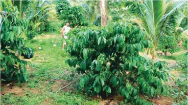  ??  ?? The co-op’s farms are planted to Robusta coffee trees intercropp­ed with coconut.