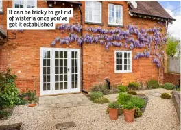  ?? ?? It can be tricky to get rid of wisteria once you’ve got it establishe­d