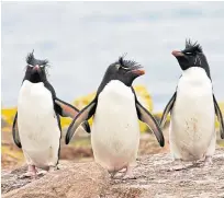  ??  ?? Dawn Nicoll, senior penguin keeper at Edinburgh Zoo, feeding her charges; and some Northern Rockhopper penguins taking a stroll around the grounds.