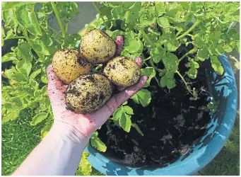  ?? ?? Growing second early potatoes in a compost sack or pot will provide tasty crops