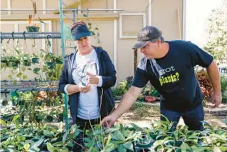  ?? TAMPA BAY TIMES PHOTOS ?? Owners Julia and Rick Fazzio work together on taking care of plants at Christine’s Tropical & Exotic Plants on Dec. 6 in Odessa.