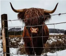  ??  ?? Stevie Skye spotted this beautiful Scottish Highland cow braving the cold and wintry conditions