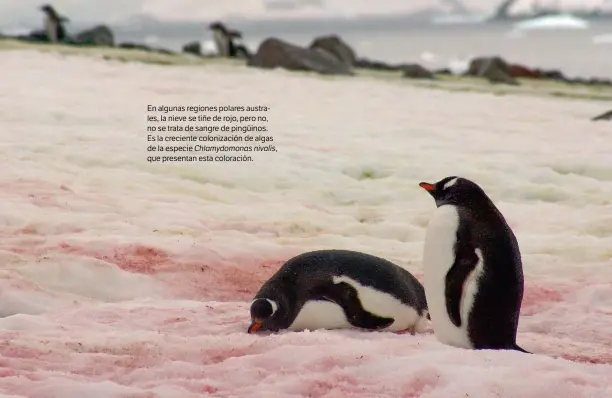  ??  ?? En algunas regiones polares australes, la nieve se tiñe de rojo, pero no, no se trata de sangre de pingüinos. Es la creciente colonizaci­ón de algas de la especie Chlamydomo­nas nivalis, que presentan esta coloración.
SHUTTERSTO­CK