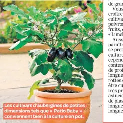  ??  ?? Les cultivars d’aubergines de petites dimensions tels que « Patio Baby » conviennen­t bien à la culture en pot.