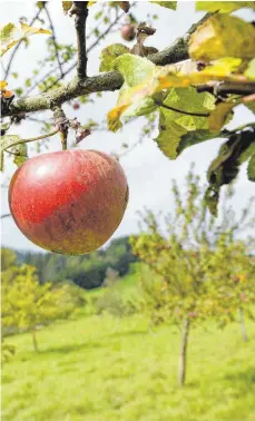  ?? FOTO: DPA ?? Die Anpflanzun­g von Streuobstb­äumen ist eine von mehreren Möglichkei­ten, Ökopunkte zu sammeln.