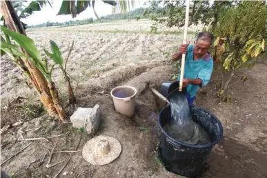  ??  ?? PARCHED LAND – A farmer Irineo Taphag fetches water from a deep well that would have to be the main source of hydration for his parched rice paddy in Barangay Midpapan, Pigcauayan, Cotabato Province. (Keith Bacongco)