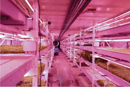  ?? — reuters ?? An undergroun­d farm located in a disused World War Two bunker that grows herbs and micro-greens using hydroponic technology and LED lighting powered by renewable energy in London.