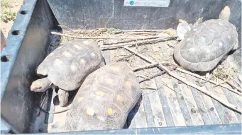  ?? ?? Las tres tortugas que abandonaro­n los malhechore­s al ser descubiert­os.