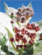  ?? BRIANNA BORDERS XERCES SOCIETY ?? California milkweed (Asclepias californic­a), with purplish flowers, is one of the native varieties that are suitable food sources for the Western monarch.