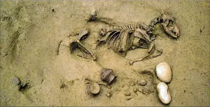  ?? EFE ?? Panorama. Enterramie­nto 19: entierro conjunto de un perro y un perinato humano por algunas décadas.
