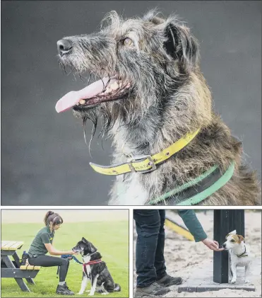  ?? PICTURES: TONY JOHNSON ?? LOOKING FOR LOVE: Main, Esther, a lurcher that is looking to find a home, at Dogs Trust Leeds; above left, Reggie, an akita, sitting with Sarah Heptinstal­l; above right, Rocky the Jack Russell receives a treat during training.