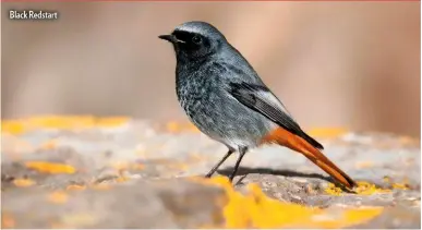  ??  ?? Black Redstart