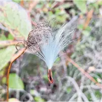  ?? ?? A single mature milkweed seed awaits a breeze to carry it away. There have been plenty of poems written about this plant.